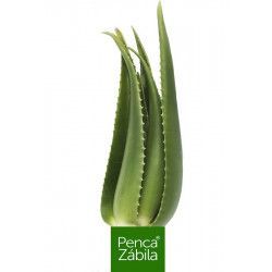 Aloe Vera Pflanze