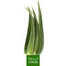 Planta Aloe Vera Viva Penca Zabila Ecologica